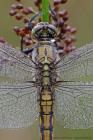 Grosser Blaupfeil